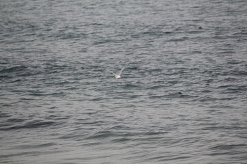 Image of seagulls flying and searching for food on Imrang Beach
