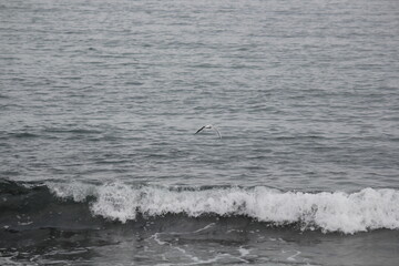 Image of seagulls flying and searching for food on Imrang Beach
