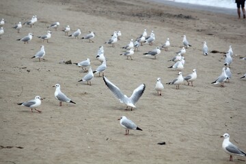Image of seagulls flying and searching for food on Imrang Beach
