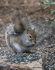 Close Up of an Eastern Gray Squirrel Eating a Sunflower Seed
