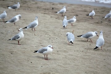 Image of seagulls flying and searching for food on Imrang Beach
