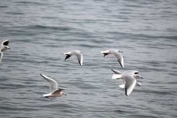 Image of seagulls flying and searching for food on Imrang Beach
