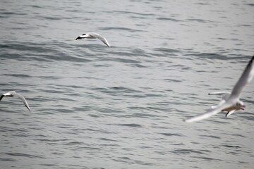 Image of seagulls flying and searching for food on Imrang Beach
