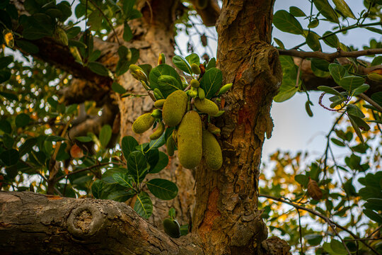 Jack fruit on the tree in Gulangyu Island at sunset, Xiamen, China