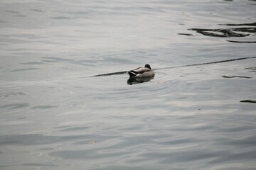 Image of ducks looking for food at Imrang Beach