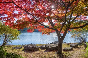 煌めく水面をバックに見るカラフルな紅葉と光条のコラボ情景