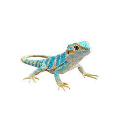 Fototapeta premium Vibrant Blue and Gold Collared Lizard on White Background