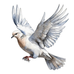 Obraz premium Dove hand drawn illustration on transparent PNG