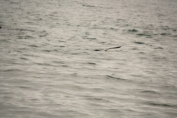 Naklejka premium Image of seagulls flying and searching for food on Imrang Beach 