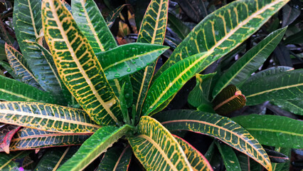 Turquoise foliage with striking golden yellow hues