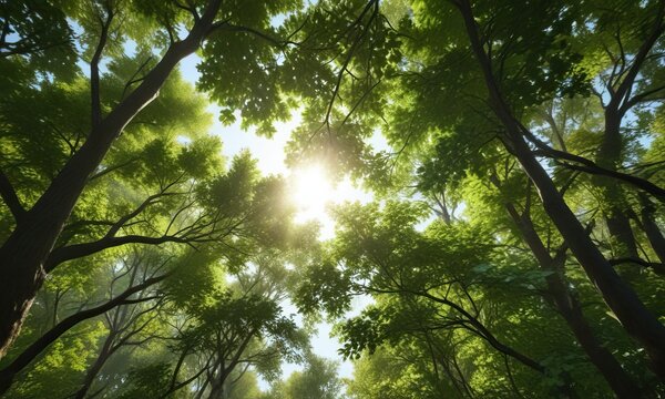 Dappled light through the leaves of a forest canopy , dappled, trees