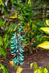 Turquoise or greenish-blue claw-shaped colored flowers Jade Vine or Strongylodon Macrobotrys hanging from trees in the tropical jungle. Selective focus.