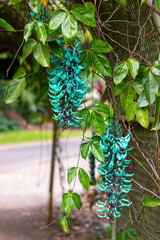 Turquoise or greenish-blue claw-shaped colored flowers Jade Vine or Strongylodon Macrobotrys hanging from trees in the tropical jungle. Selective focus.