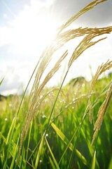 Sunlit rice stalks glisten in a vibrant green field.