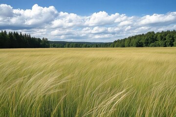 A serene landscape of tall grass under a blue sky with fluffy clouds.