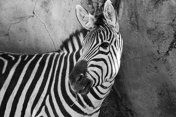 Zebra
