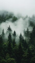 Misty forest landscape with dense trees and fog creating a serene atmosphere.
