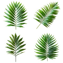 A collection of various tropical leaves arranged artistically.