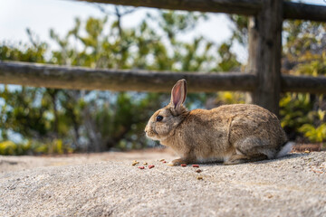 餌を食べる兎