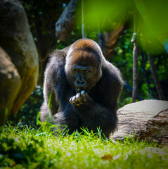 Gorilla in Zoo