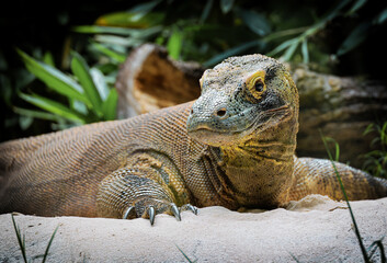 iguana in the zoo