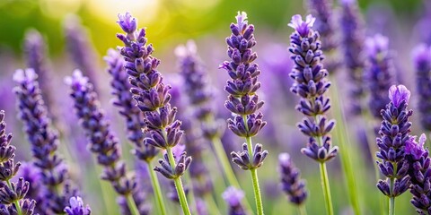 Obraz premium Close-up of French lavender buds for crafting, lavender, buds, French, crafting, dried flowers, aromatic, purple, herbal, plant