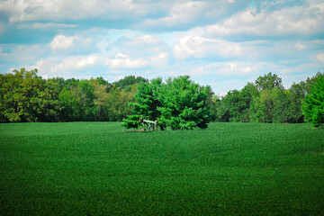 landscape with trees