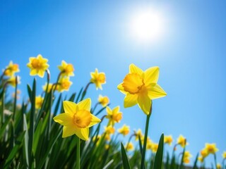Fototapeta premium Lush field of yellow daffodil flowers stretching as far as the eye can see under a clear blue sky, spring, sunny, vibrant
