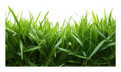 Lush green grass blades close up with transparent background, nature and freshness concept