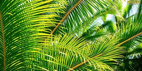 Tropical palm leaves in vibrant green colors, with a variety of shapes and sizes, close-up, foliage