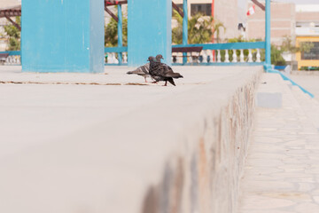 Pigeons on the floor walking, it's on the sidewalk, it's in the summer