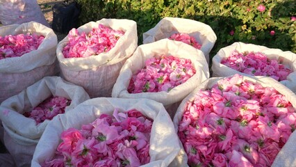 Rose petals in bags. Rose petals harvest for perfume essence or oil. Plantation and field of roses © Fevziie