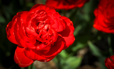 single red rose