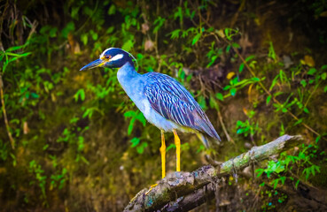 great blue heron