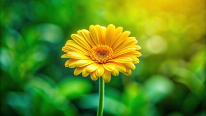 Obraz premium Bright yellow flower with a vibrant green stem, botanical, nature, plant, petal, blossom, sunny, blooming, garden, fresh, colorful