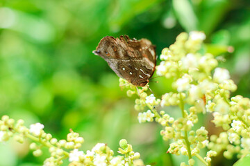 beautiful orange butterfly on green grass. A small delicate butterfly sits on top of a field grass. Sunny summer day in nature. Blurred yellow-green background, close-up, place for text