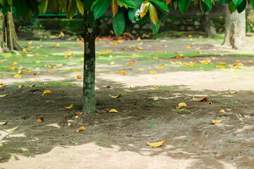 Tree fruit garden on late autumn day. Fallen leaves on the ground. Growing own fruits and vegetables in a homestead. Gardening and lifestyle of self-sufficiency.