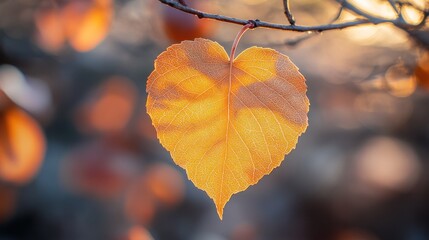 Obraz premium Here's a possible and keyword list for your stock photo.. Golden heart-shaped autumn leaf backlit by sunset.