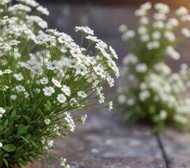 Fototapeta premium Tiny white gypsophila flowers in the background , close-up, blurred, background, gypsophila
