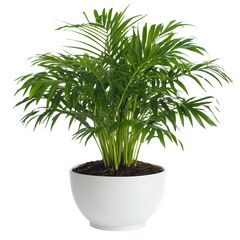 A vibrant indoor flower plant on transparent or white background