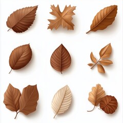 Obraz premium A collection of dried brown leaves, isolated on white background, representing autumnal elegance, perfect for seasonal visuals