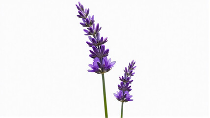 Naklejka premium lavender isolated