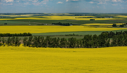 landscape with fields of rapeseed