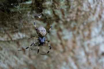 a spider possibly a species of orb weaver on its web. The spider is predominantly brown and black, with a mottled pattern on its abdomen that appears consuming a captured insect.