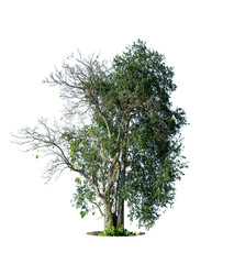 Trees isolated on white background, tropical trees isolated used for design, advertising and architecture