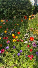 red and yellow flowers