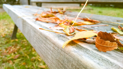 Autumn leaves scattered on a wooden bench, symbolizing quiet and reflection.