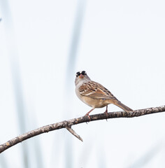 White-crowned Sparrow on a branch with white hi-key background in Midland Ontario in September