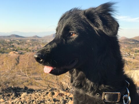 Black Dog Mountain
