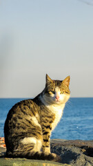 A serene cat gazing by the sea, perfect for a calming wallpaper design.